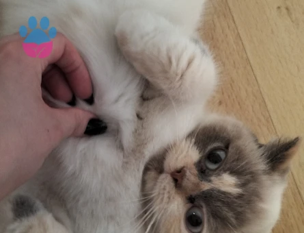 British shorthair kızımıza eş arıyoruz