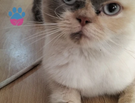 British shorthair kızımıza eş arıyoruz