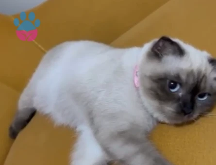 Linoş kızımız Kızgınlıkta