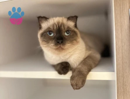 Linoş kızımız Kızgınlıkta