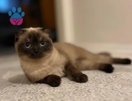 Linoş kızımız Kızgınlıkta