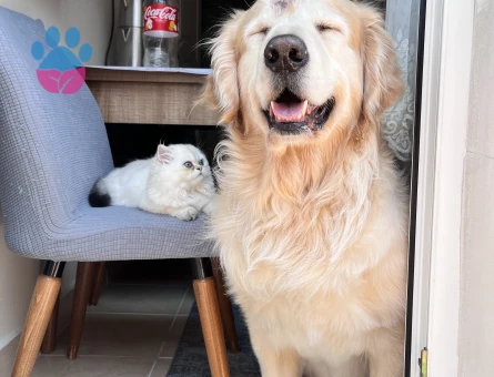 Oğlumuza eş arıyoruz