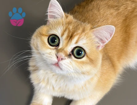 Golden British Shorthair 1 Yaşında Eş Arıyor