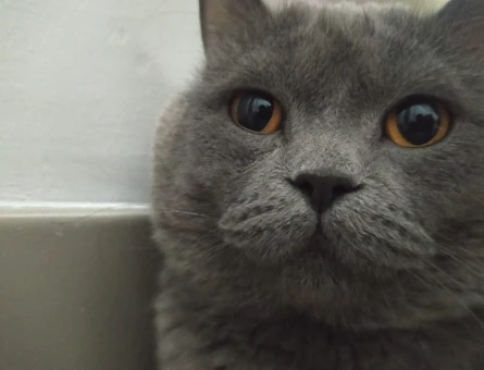 British shorthair kedime eş arıyorum - 118984606