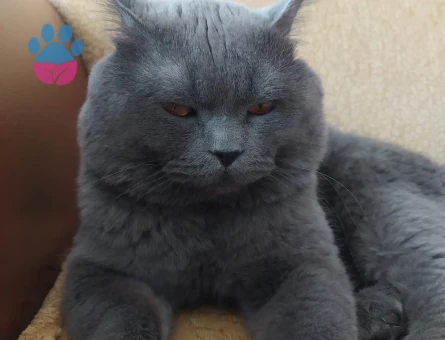 British shorthair kedime eş arıyorum