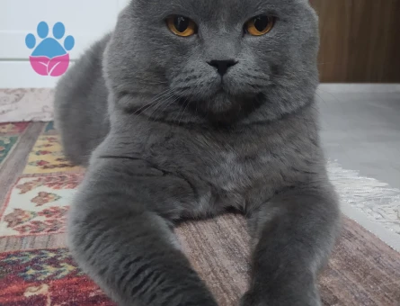 British shorthair kedime eş arıyorum