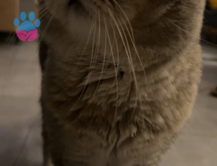 Erkek kedim çiftleşmek için bir dişi kedi arıyor!