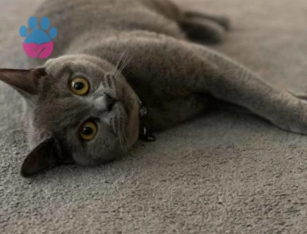 British Shorthair Kızım Mila'ya eş arıyorum - 118984614