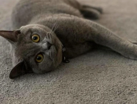 British Shorthair Kızım Mila'ya eş arıyorum - 118984614
