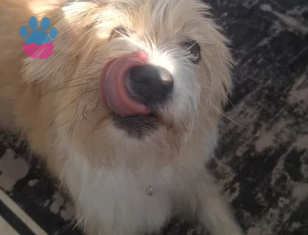 2 Yaşında Kızıma Eş Arıyoruz