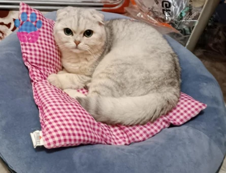 Scottish Fold Oğlumuza Eş Arıyoruz