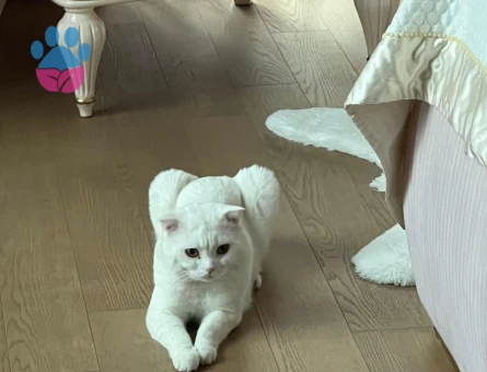 Scottish Fold Kedime Eş Arıyorum