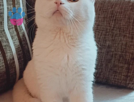 Oğlumuza disi es ariyoruz