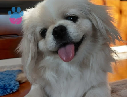 Kopegime es ariyorum