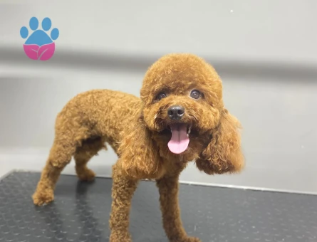 Tarçına eş aranıyor