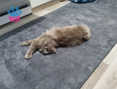 British Longhair Kızım Mia Eş Arıyor