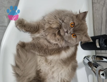 British Longhair Kızım Mia Eş Arıyor