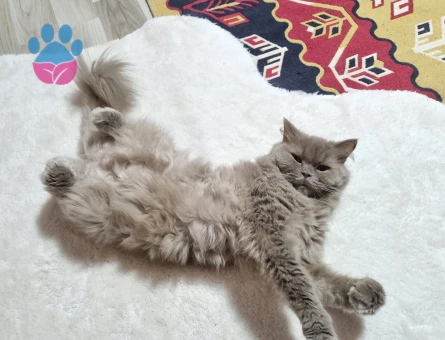 British Longhair Kızım Mia Eş Arıyor