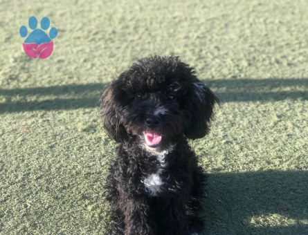 Toy poodle 2 Yaşında Eş Arıyor
