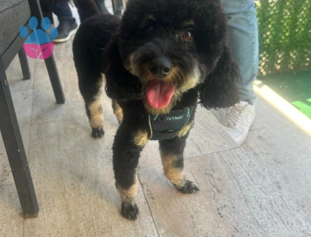 Toy Poodle Oğlum için Eş arıyoruz