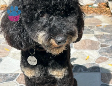 Toy Poodle Oğlum için Eş arıyoruz