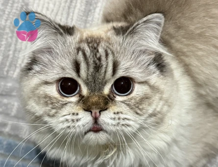 Oğluma eş arıyorum