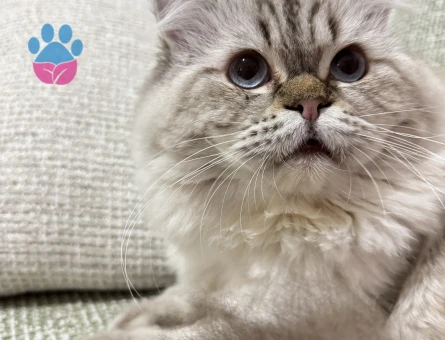 Oğluma eş arıyorum