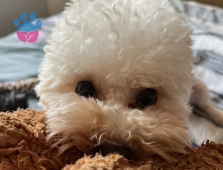 Köpeğime aday arıyorum