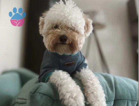 Köpeğime aday arıyorum