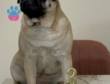 Pug Kızıma Eş Arıyorum 3 Yaşında