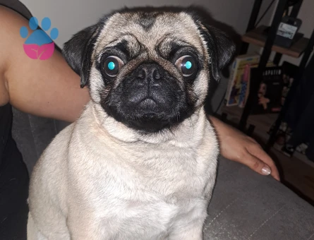 Pug Kızıma Eş Arıyorum 3 Yaşında