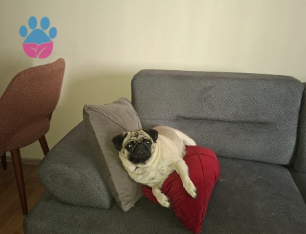 Pug Kızıma Eş Arıyorum 3 Yaşında
