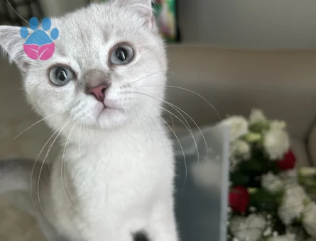 Scottish Fold Kedim için eş arıyorum