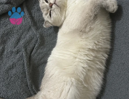 Scottish Fold Kedim için eş arıyorum