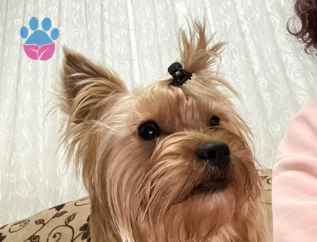 Yorkshire Terrier Miço 2 Yaşında Eş Arıyor