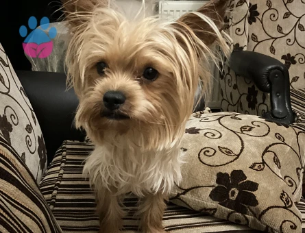 Yorkshire Terrier Miço 2 Yaşında Eş Arıyor