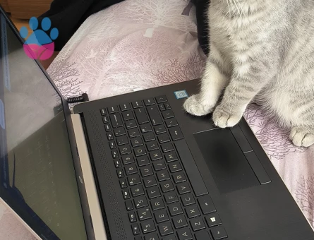 British 9 aylık erkek