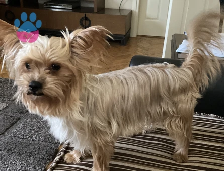 Yorkshire Terrier Miço 2 Yaşında Eş Arıyor
