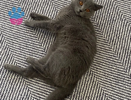 1.5 yaşında British Shorthair