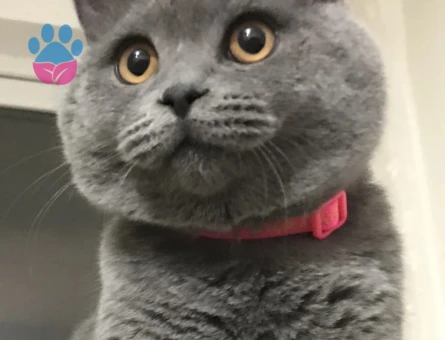 TOSUN PAŞA’YA PRENSESİNİ ARIYORUZ