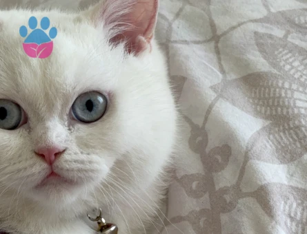 British Shorthair Dişi Kedime Eş Arıyorum