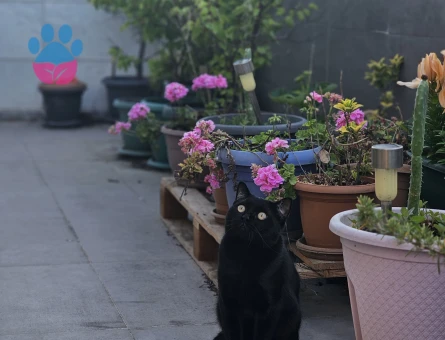 Oğlumuza Kız Arıyoruz