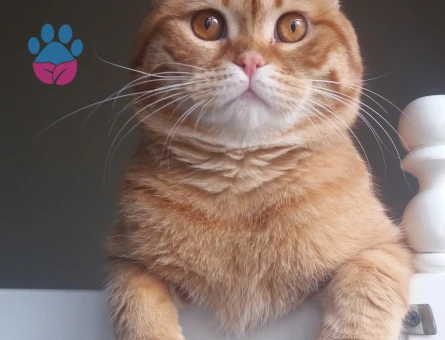Scottish fold erkek