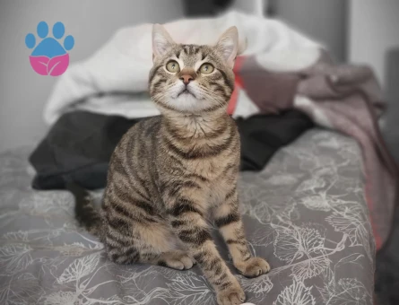 1 YAŞINDA TEKİR ERKEK KEDİMİZ İÇİN EŞ ARIYORUZ