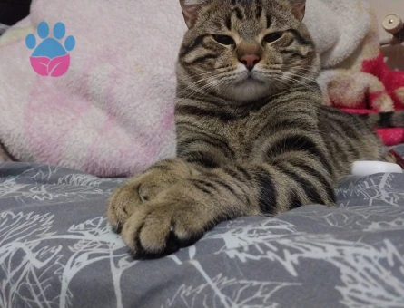 1 YAŞINDA TEKİR ERKEK KEDİMİZ İÇİN EŞ ARIYORUZ