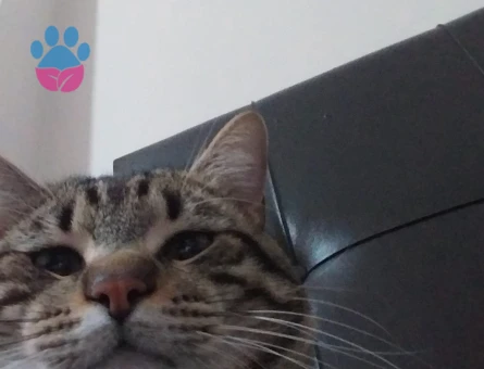 1 YAŞINDA TEKİR ERKEK KEDİMİZ İÇİN EŞ ARIYORUZ