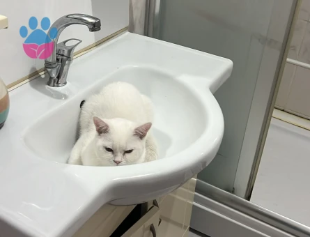 British Van kedisi melezi 1 Yaşında Eş Arıyor