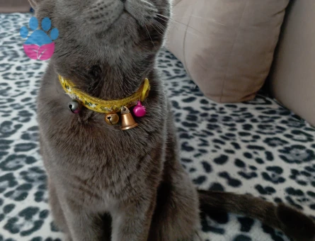 Erkek kedime eş arıyorum