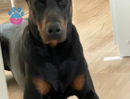 Yakışıklı Oğluma Gelin Arıyoruz