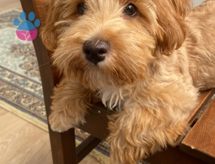 Zeus oğluma dişi arıyorum